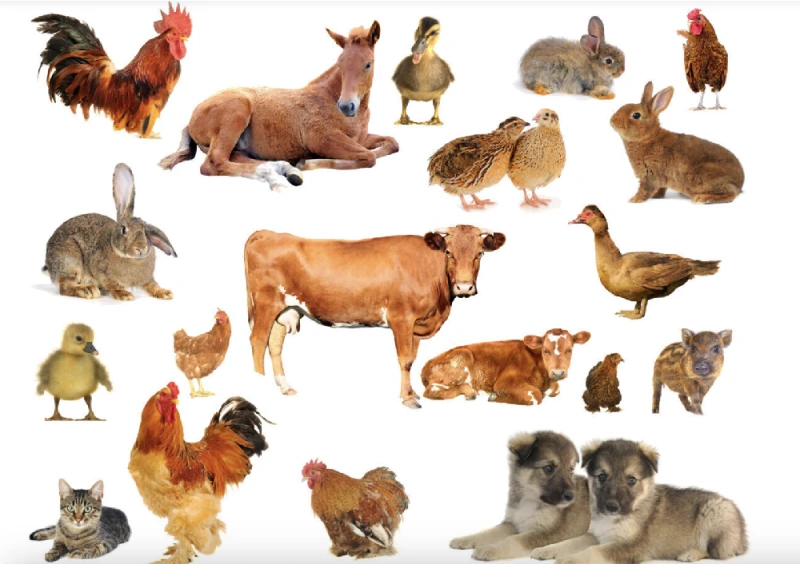 The proportion of corn used in animal feed: Understanding the role of corn in agriculture