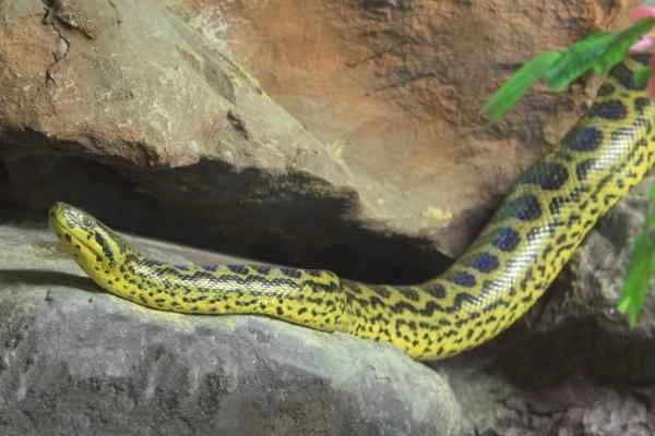 Reptiles of Argentina - Boa curiyú