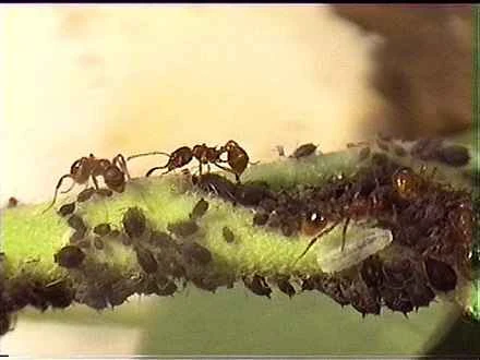 Detailed information and habits of ants
