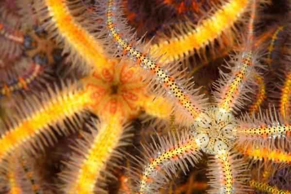 Ofiuras: qué son, especies, dónde viven y reproducción