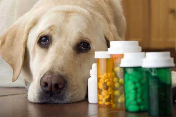 The ultimate guide to healthy pets: animal supplements (nutritional supplements, vitamins)