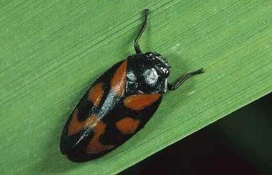 The insect with the best jumping ability on Earth