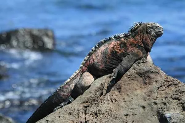 Spiny animals – Marine iguana (Amblyrhynchus cristatus)
