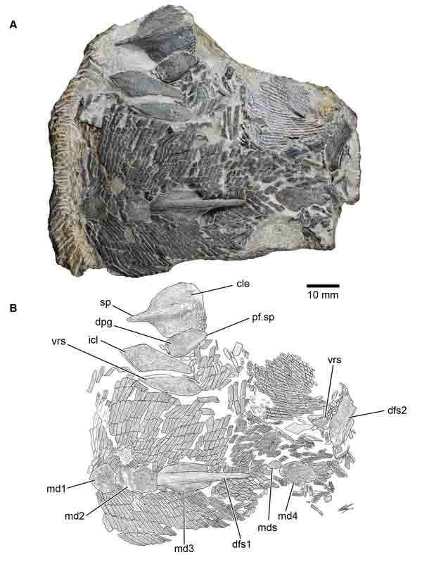 Ancient fish with peculiar scales from 420 million years ago