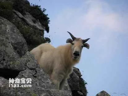 Physical characteristics and economic value of the yak (known as the "ship of the plateau")