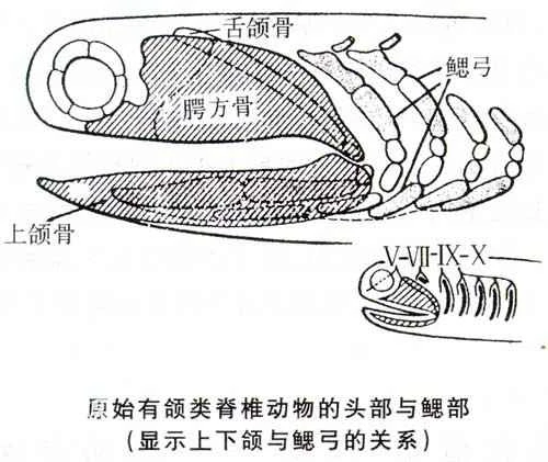 The first revolution in the history of biological evolution (the origin of the jaw)