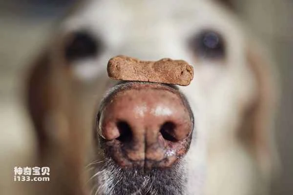 The world's top ten animals with the strongest sense of smell; a ranking of the top ten animals with the strongest sense of smell.