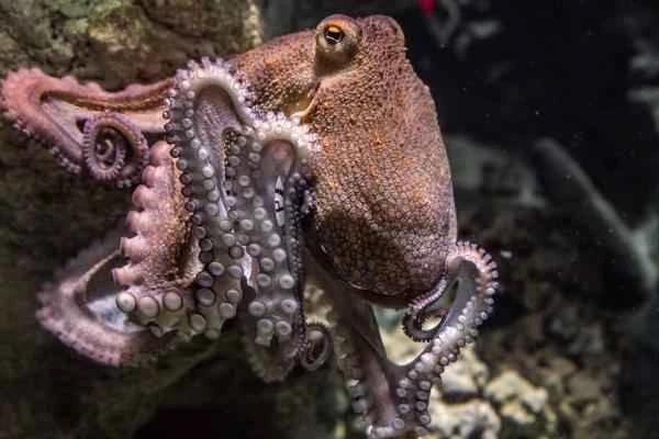 Cephalopods: Definition, Types, and Characteristics Explained
