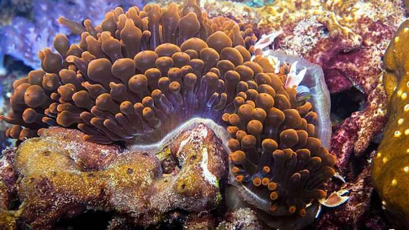 Bubble-tipped sea anemone (Entacmaea quadricolor)