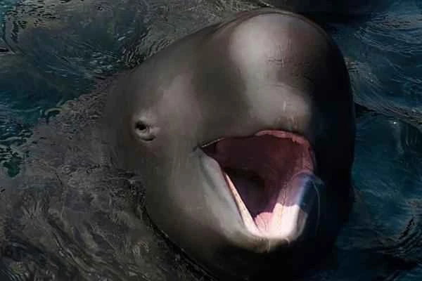 Animales híbridos: ejemplos and características - Narluga (Delphinapterus D. leucas × Monodon M. monoceros)