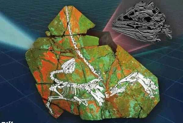 The 125-million-year-old dinosaur, Carnivalosaurus tengis.