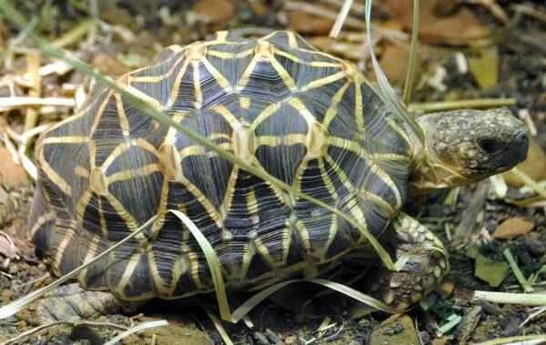 The world's top ten most difficult to keep tortoises: the Chinese giant tortoise ranks only second.