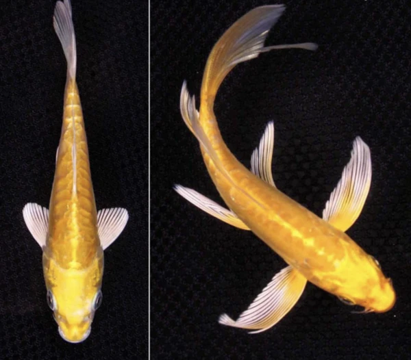 Differences between Butterfly Koi and Regular Koi: A Detailed Comparison of Appearance, Characteristics, and Care Requirements