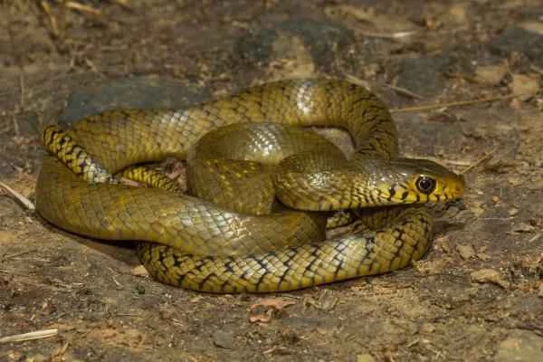Fauna Sinica - Mucous Butterfly