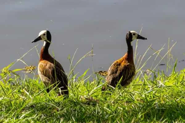 Types of ducks - Pampas duck
