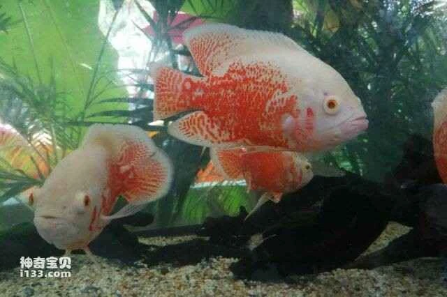 Top 10 easiest large ornamental fish to keep in the world