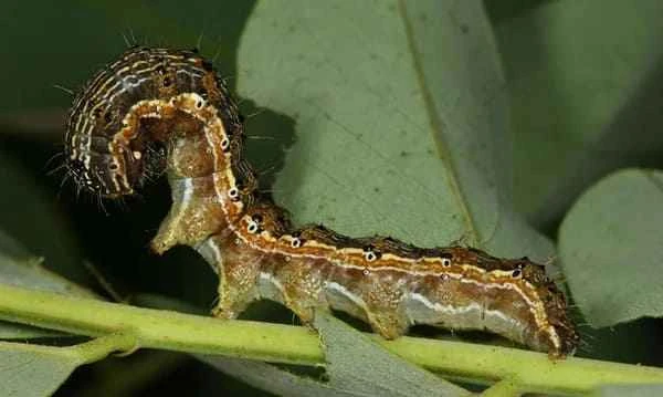 What are some common types of caterpillars?