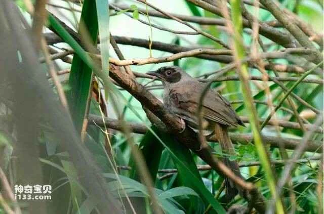 A new edition of the "List of Terrestrial Wild Animals in Beijing" has been released, adding 12 new species to the city's bird catalog.