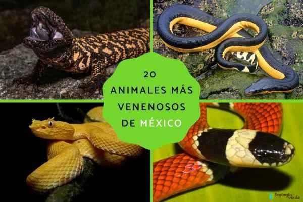 20 of Mexico's Most Dangerous Venomous Animals (with pictures and detailed descriptions)