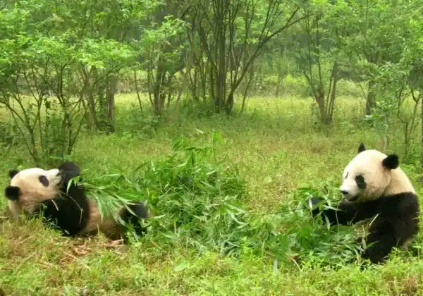 A complete analysis of giant panda habitats: Where do they live, what do they need, and are they endangered?