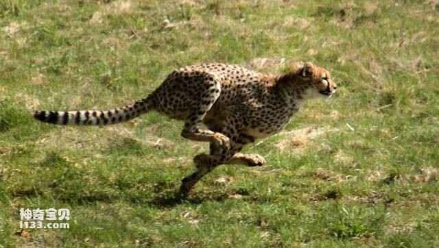 Top 10 Fastest Running Animals in the World