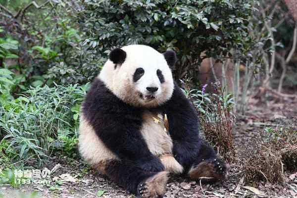 Top 10 Internet-Famous Pandas, Top 10 Celebrity Pandas