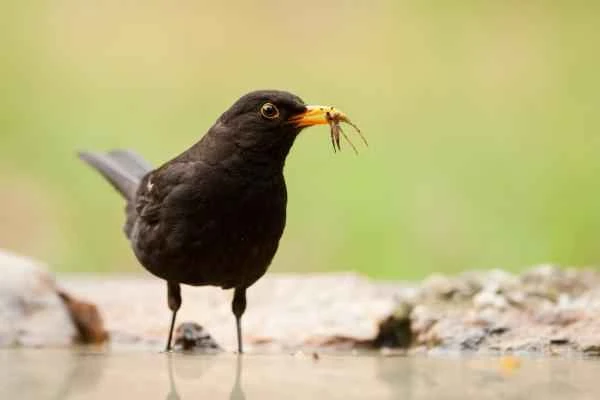 Aves de España - Mirlo común