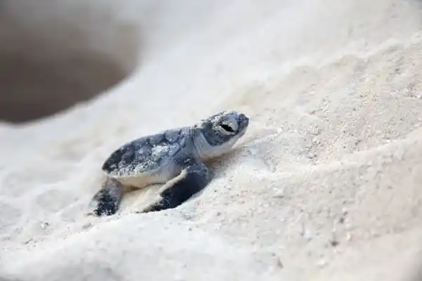 Endangered sea turtles and tortoises