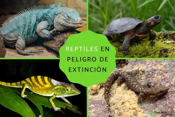 58 Endangered Reptile Species: Species, Status and Causes