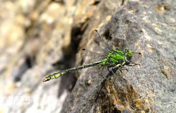 The world's ten rarest dragonflies, ten most precious dragonfly species