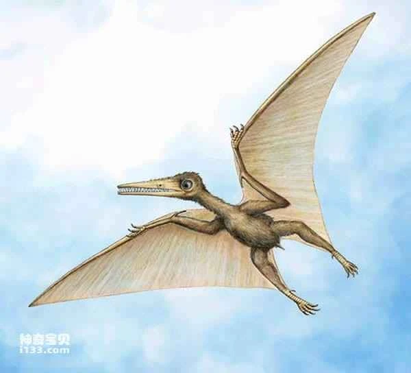The oldest known pterosaur precursor fossil (the largest flying creature)