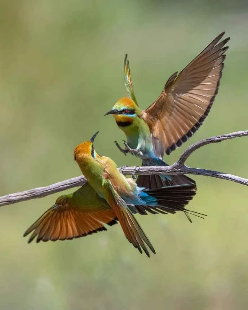 Some birds are still pairing up.