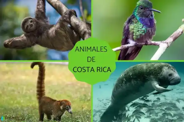 29 representative animals of Costa Rica