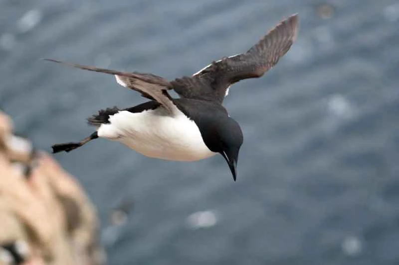 Can penguins fly? A deep dive into the penguin's ability to fly.