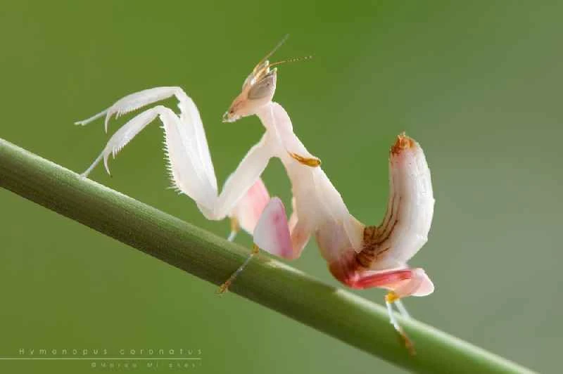 Orchid Mantis: A Beautiful Yet Deadly Flower Killer