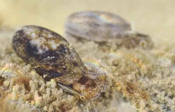 Sea snail species - Ribbed bubble snail