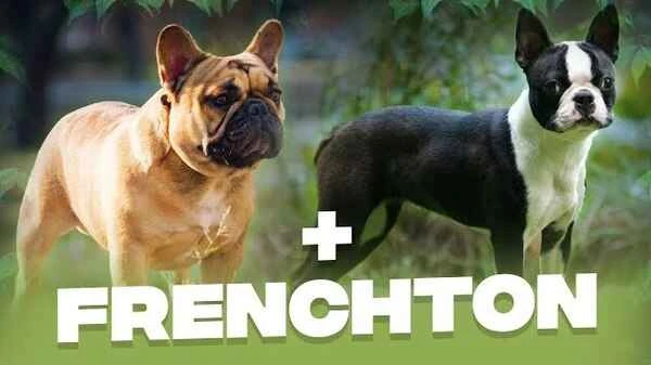Boston Terrier and French Bulldog crossbreed: French Terrier