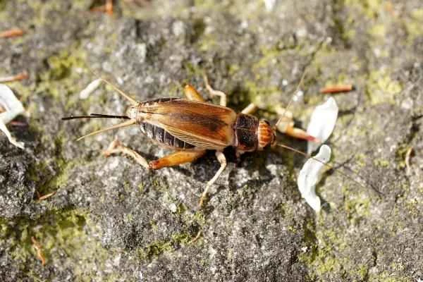 Tipos de grillos - Grillo campestre de Jamaica (Gryllus assimilis)