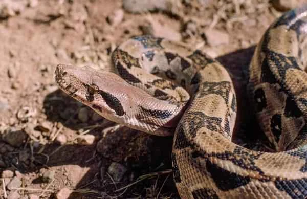 Mexican reptiles - common python (giant python)