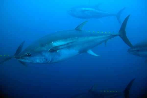 Pelagic Fishes: What They Are, Characteristics, and Examples – Yellowfin Tuna
