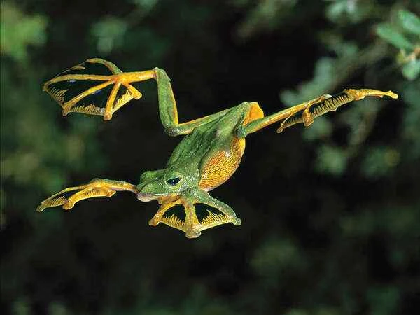 黑掌树蛙（Rhacophorus nigropalmatus）