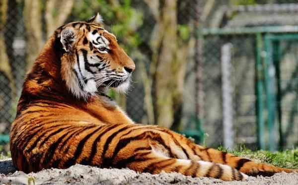 Tiger species - South China tiger