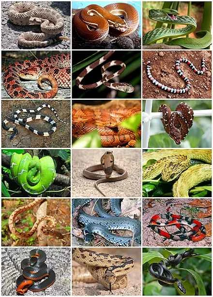 Detailed information and habits of snakes