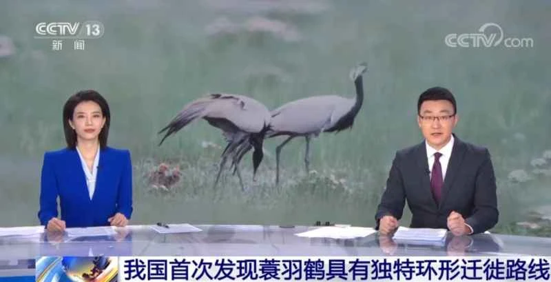 For the first time in my country, a unique circular migration route for Demoiselle Cranes has been discovered. Experts explain how different crane populations divide their territories.