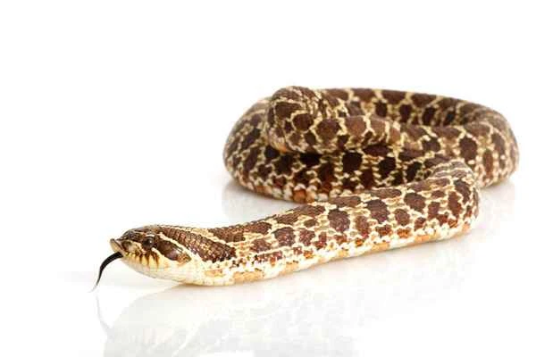 Southern Hognose Snake: A Comprehensive Guide to This Unique Species