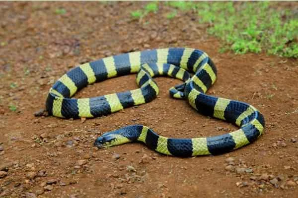Chinese Animals - Banded Krait