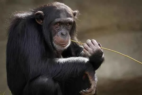 Animals bípedos: Definición and ejemplos - Chimpancé (Pan troglodytes)