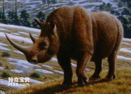 The most primitive woolly rhinoceros fossils have been discovered in Tibet.