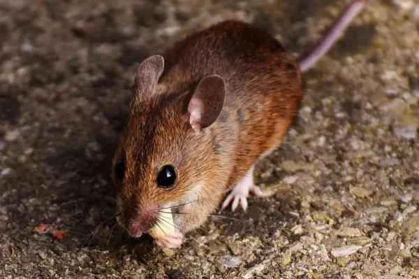 Animales con cola larga - Ratón saltador de los prados (Zapus hudsonius)