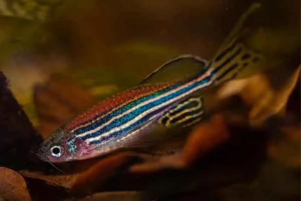 Animales que se regeneran - Pez cebra (Danio rerio)